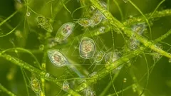 Macro view of vibrant aquatic micro-world: translucent, oval cells with internal structures float among green algae filaments, revealing tiny organisms and bubbles in a lush freshwater scene — 4K royalty-free microscopic stock footage