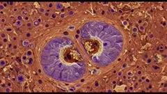 Micro video still of a cellular tissue showing two large purple nuclei within a dividing cell, surrounded by extracellular matrix and numerous small dark-stained cells — 4K royalty-free microscopic stock footage
