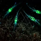 Glowing green microscopic organisms float in a dark, watery world, their translucent bodies revealing internal structures as delicate filaments drift and intertwine in a shimmering underwater scene — 2K royalty-free microscopic stock footage