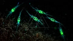 A vibrant microscopic scene shows glowing green filamentous organisms drifting in dark water, their bright cells linked by fine blue fibers, creating a surreal underwater network of life — 4K royalty-free microscopic stock footage