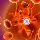 A vivid close-up of an orange cellular environment featuring a bright, glowing nucleus encased by a translucent membrane, with surrounding fiery textures suggesting a high-tech microscopic biology visualization — 2K royalty-free microscopic stock footage