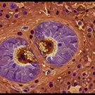 Close-up of a animal cell showing vibrant mitochondria and surrounding cytoplasm, stained to highlight organelles, revealing intricate internal structure and cellular components within tissues under microscopic view for biology study — 2K royalty-free microscopic stock footage