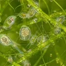 Micrograph of green aquatic algae showing transparent cells with chloroplasts, surrounded by delicate filamentous algae and water droplets, revealing intricate cellular details and vibrant, life-filled aquatic scenery — 2K royalty-free microscopic stock footage