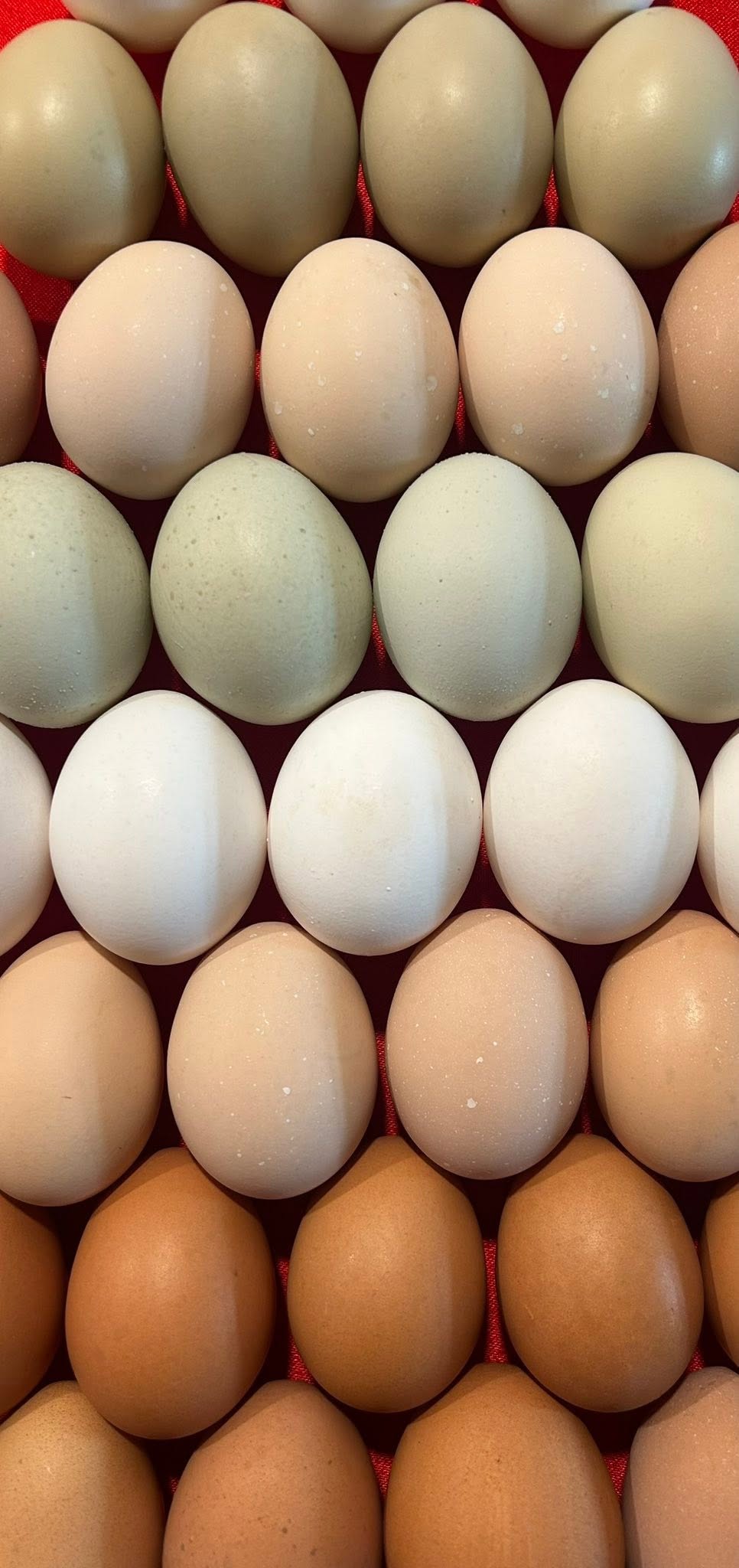 Eggs by the Dozen