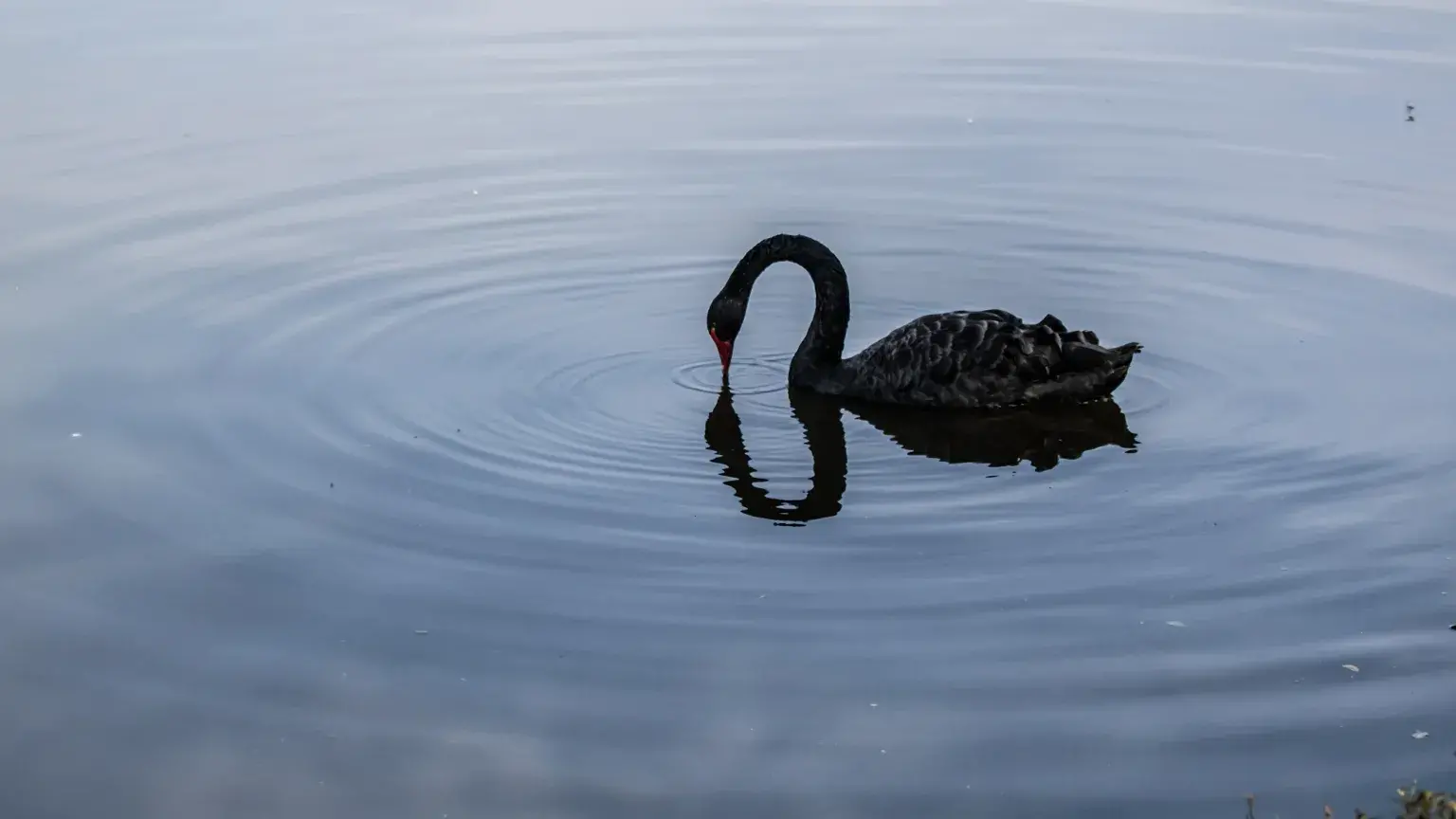 Black Swan Event: Mengenal Peristiwa Besar dalam Pasar Ekonomi Global