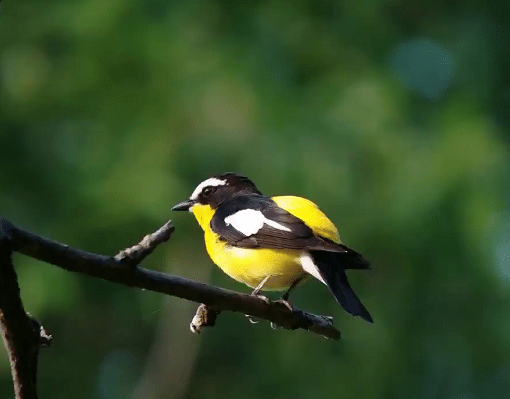 burung sikatan emas