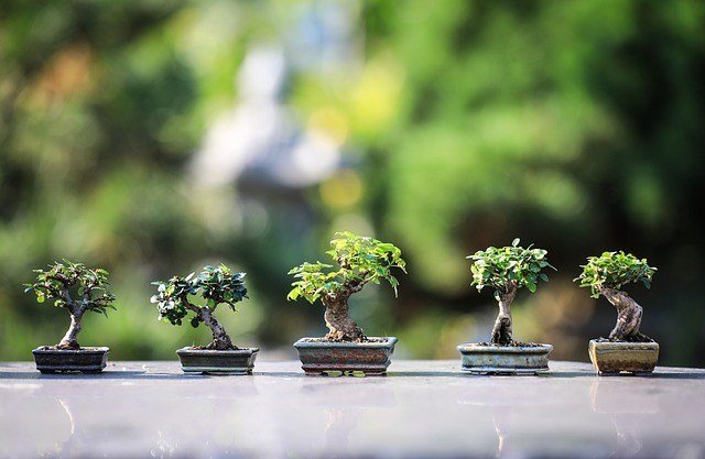 bonsai termahal