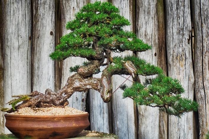 bonsai termahal di dunia