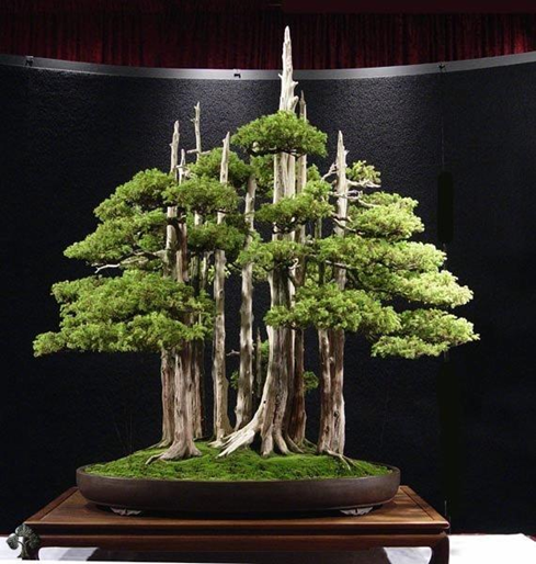 bonsai termahal di dunia - goshin