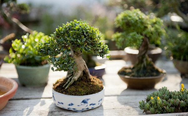 bonsai termahal di dunia - sang shohin