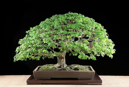 bonsai hujan brazil