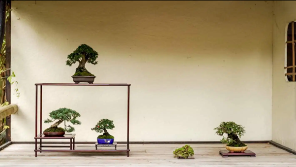 bonsai mame