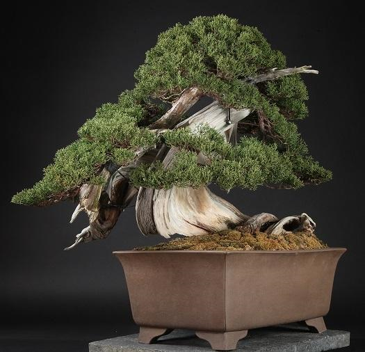 bonsai shunkaen