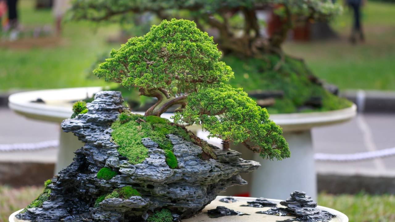 Bonsai Tanaman Liar