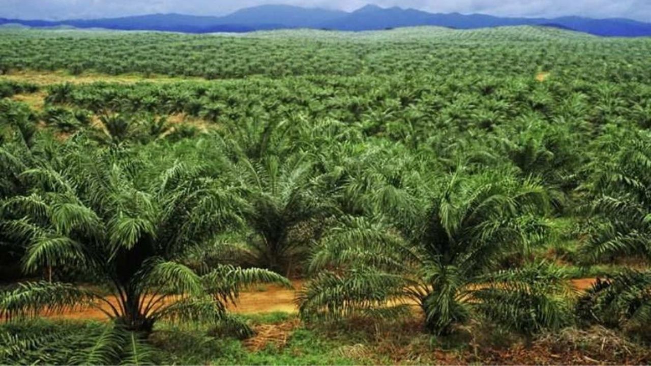 Saham TBLA Masih Tumbuh, Begini Peluangnya!