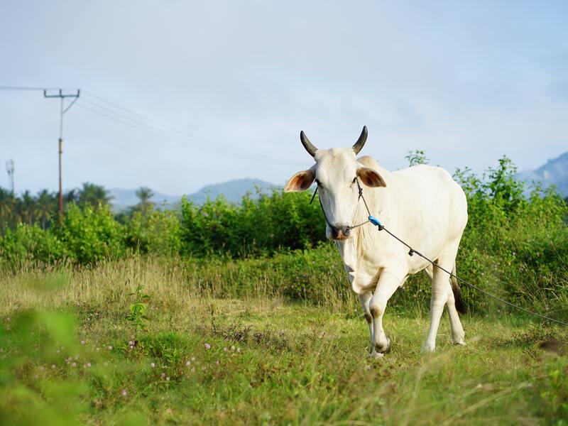 Biaya Qurban Biaya Kurban