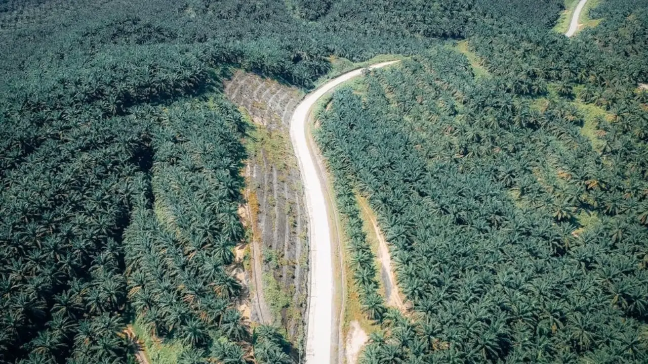 Daftar Saham CPO di Bursa Efek Indonesia