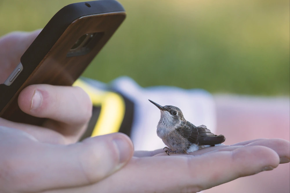 Strategi Bird in Hand