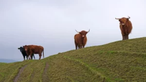 Tertarik Bisnis Hewan Ternak? Segini Estimasi Besaran Modal Bisnis Hewan Ternak