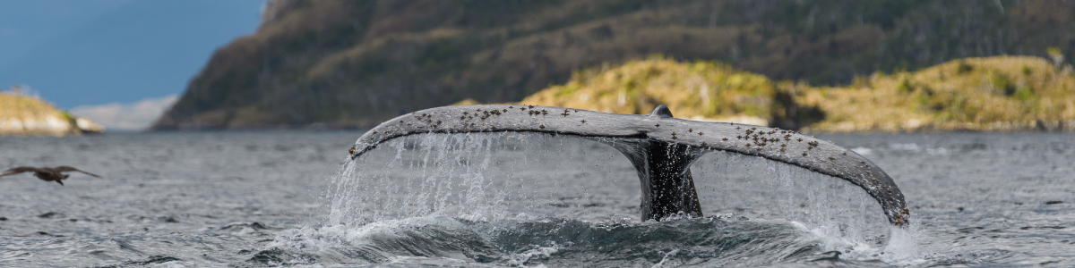 Avistamiento de Ballenas en Chile