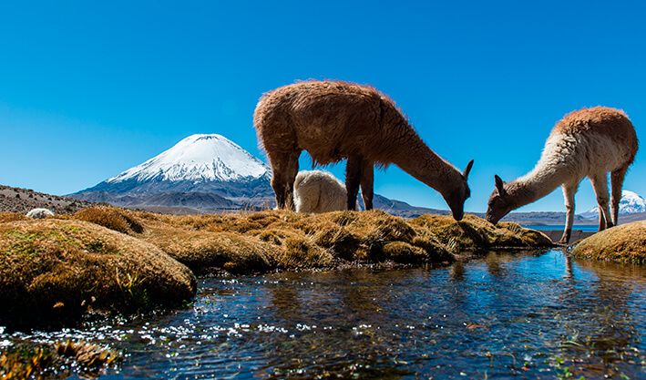 Parque Nacional Lauca