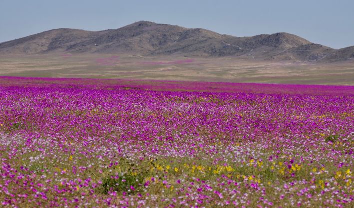 O Deserto Florido de Copiapó cheio de flores roxas