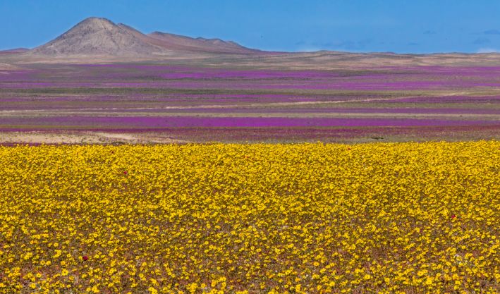 O Deserto Florido de Copiapó, cheio de flores amarelas