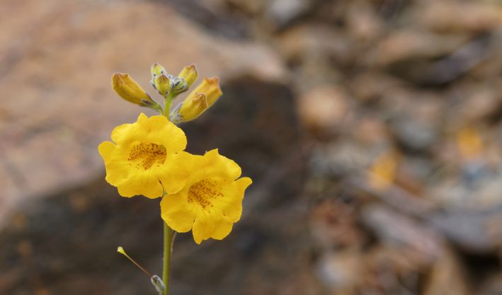 Uma flor amarela do Deserto Florido de Copiapó