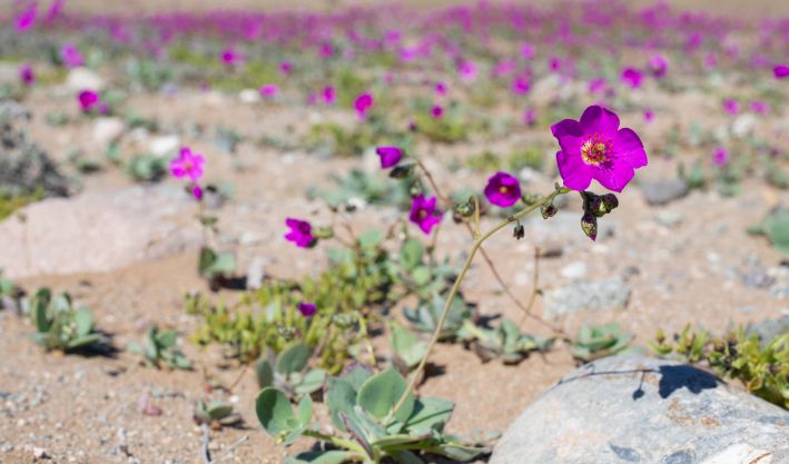 Uma flor roxa do Deserto Florido de Copiapó