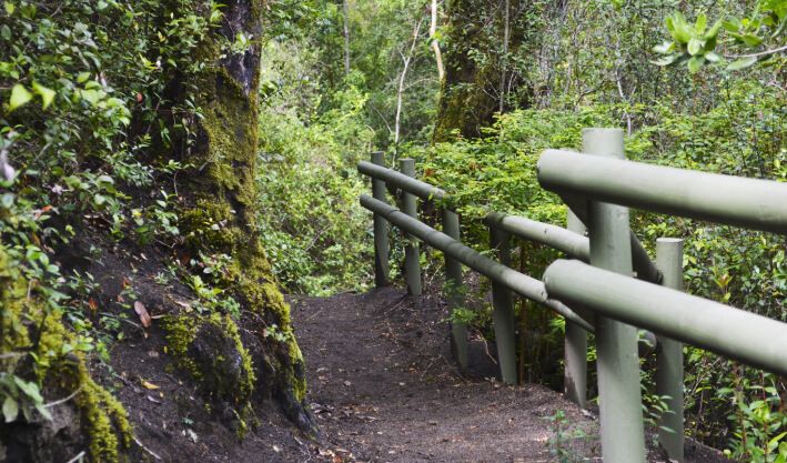 Parque Nacional Alerce Costero