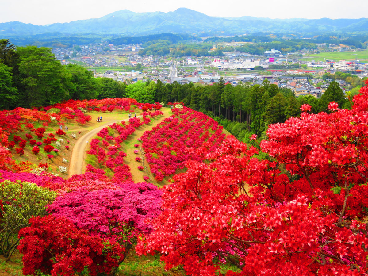 絶景の山が赤く染まる日 笠間つつじまつりは４月１３日から５月６日まで 茨城県笠間市 オマツリジャパン 毎日 祭日