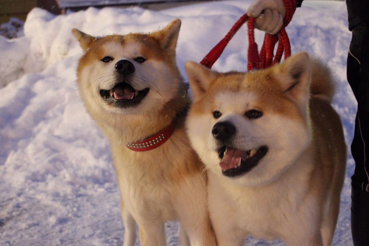 可愛さ爆発 犬っこまつり が19年も開催 ザギトワも垂涎間違いなし 秋田より現地のインスタ投稿をご紹介 オマツリジャパン 毎日 祭日