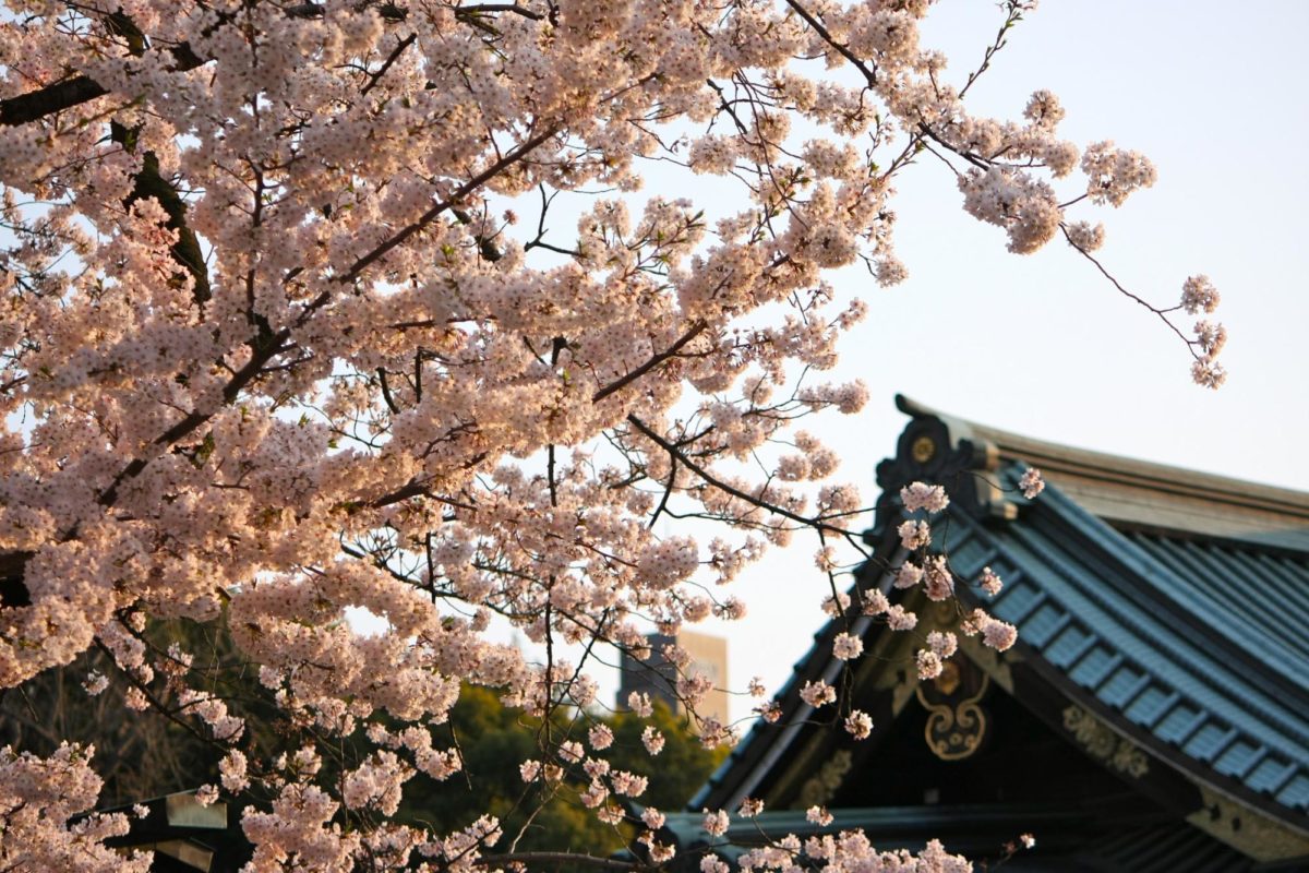 靖国神社でのお花見の楽しみ方をご紹介 境内で厳かに 足を延ばして周辺散策も オマツリジャパン 毎日 祭日