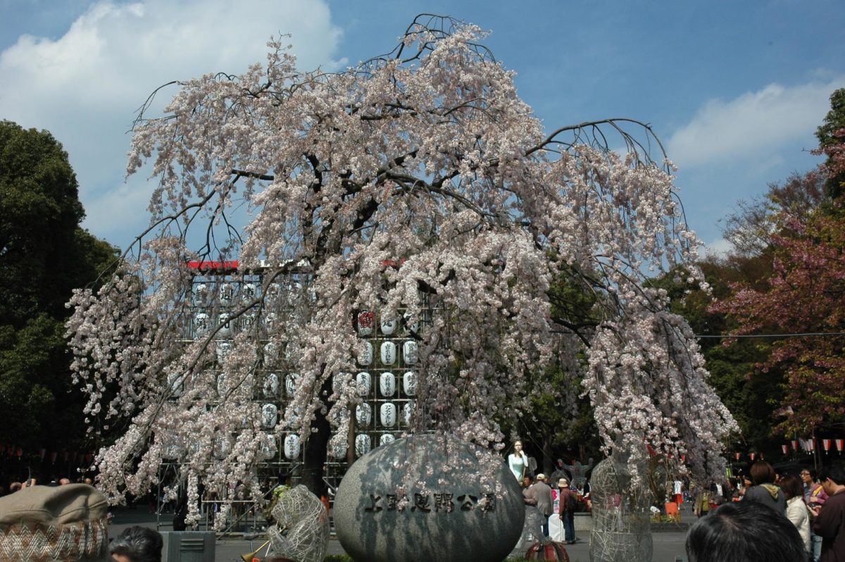 上野公園でのお花見の楽しみ方 見どころをご紹介 公園のどこがオススメ オマツリジャパン 毎日 祭日