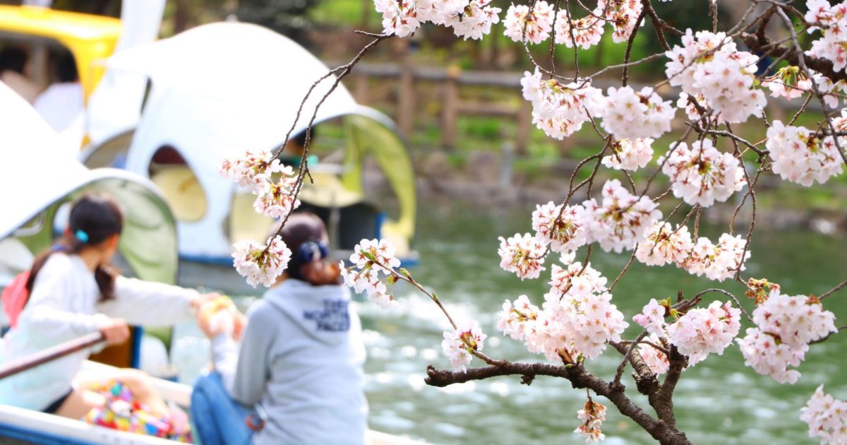 お花見とは どうやって始まったの お花見の歴史や由来を解説 オマツリジャパン 毎日 祭日