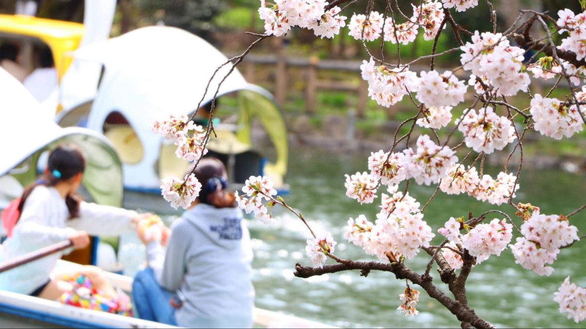 お花見とは どうやって始まったの お花見の歴史や由来を解説 オマツリジャパン 毎日 祭日