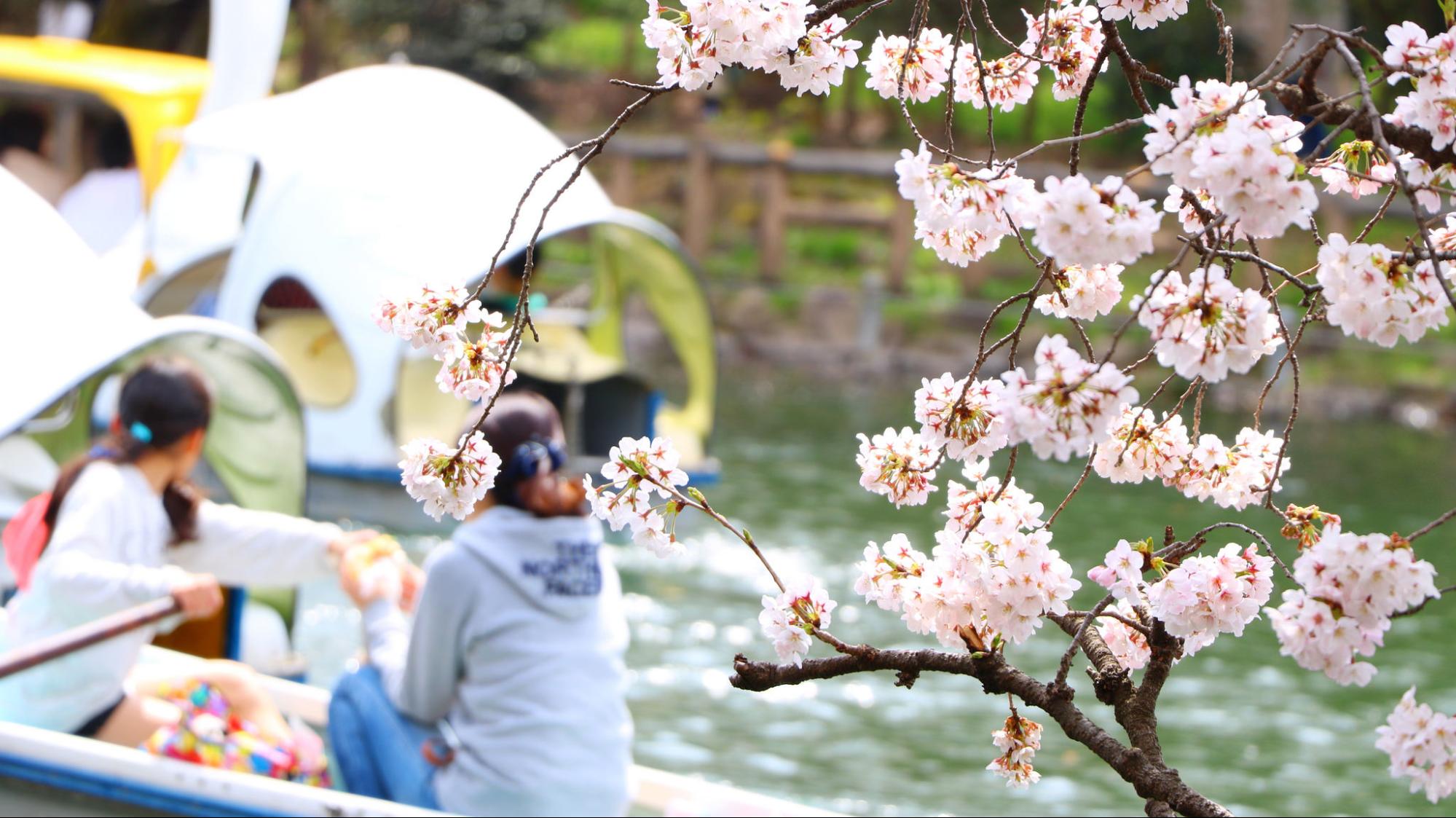 お花見とは どうやって始まったの 花見の歴史や由来を解説 オマツリジャパン 毎日 祭日