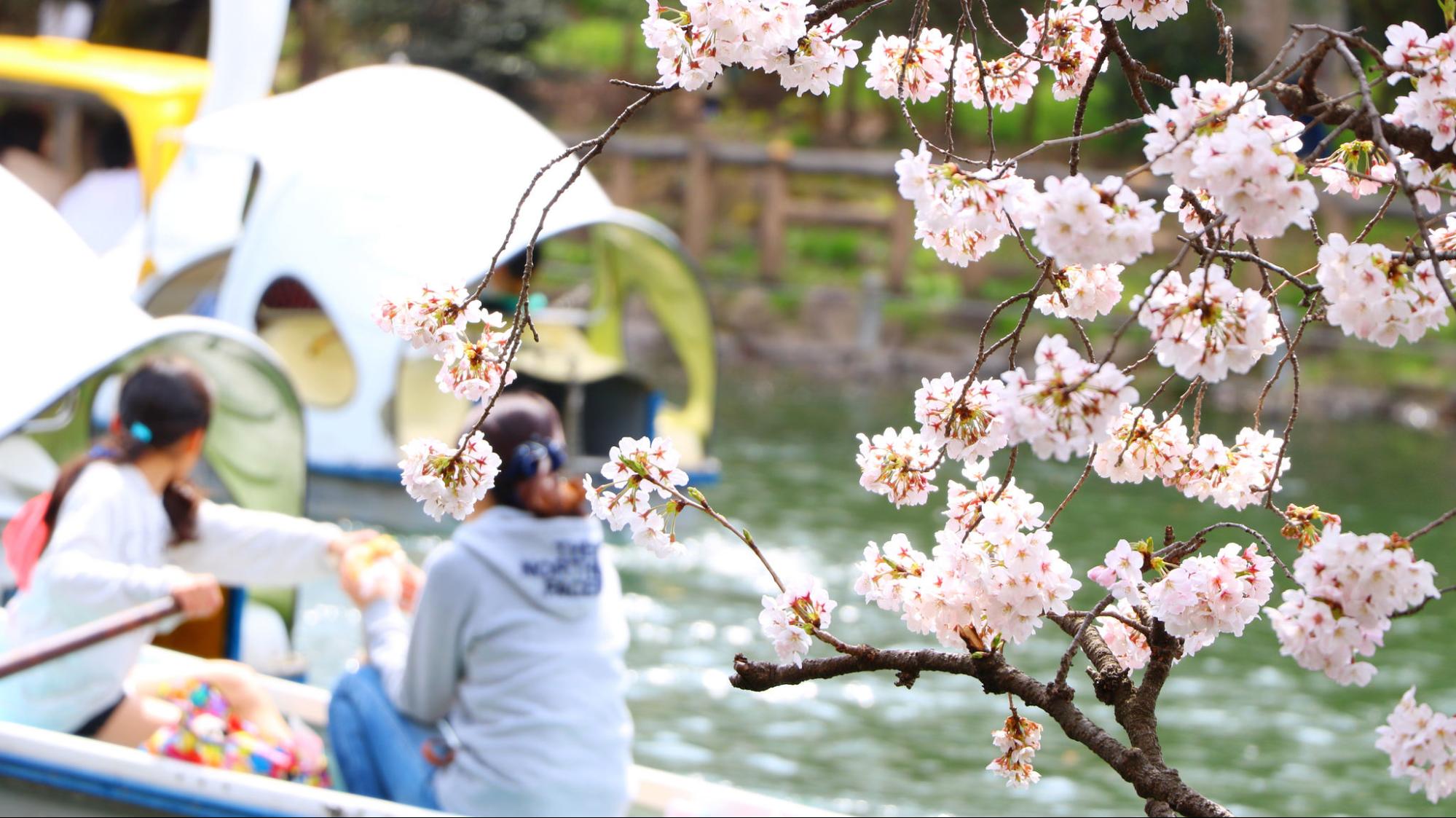 お花見とは どうやって始まったの お花見の歴史や由来を解説 オマツリジャパン 毎日 祭日