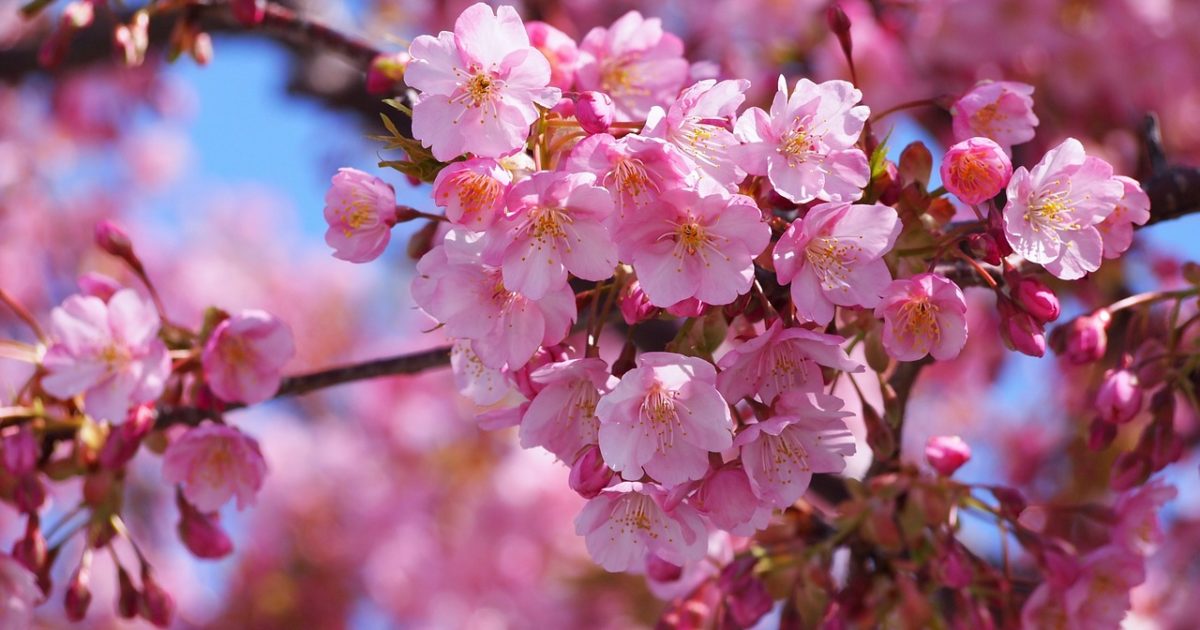 早咲き 満開が長続きする静岡県の河津桜 一足先に満開も Sns写真一挙大公開です 河津桜まつりは３月上旬まで楽しめます オマツリジャパン 毎日 祭日