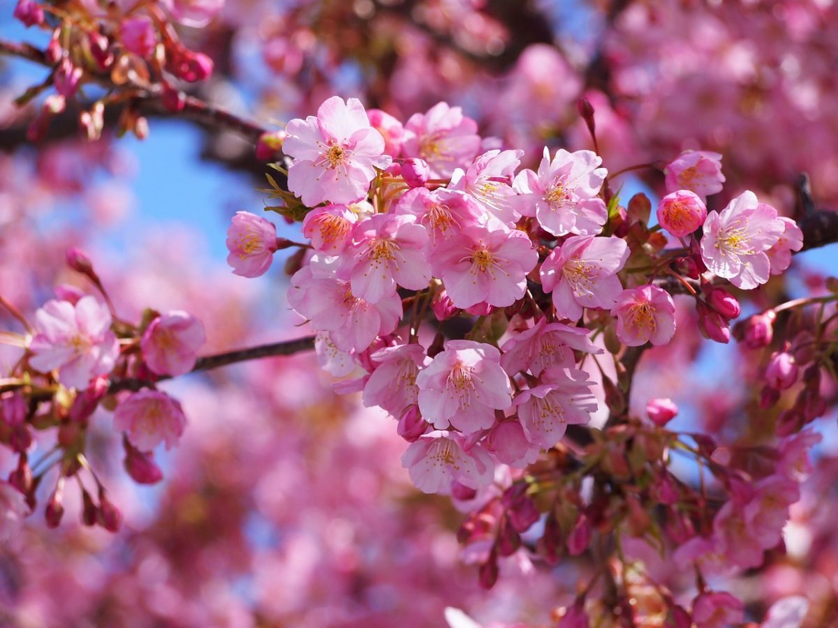 早咲き 満開が長続きする静岡県の河津桜 一足先に満開も Sns写真一挙大公開です 河津桜まつりは３月上旬まで楽しめます オマツリジャパン 毎日 祭日