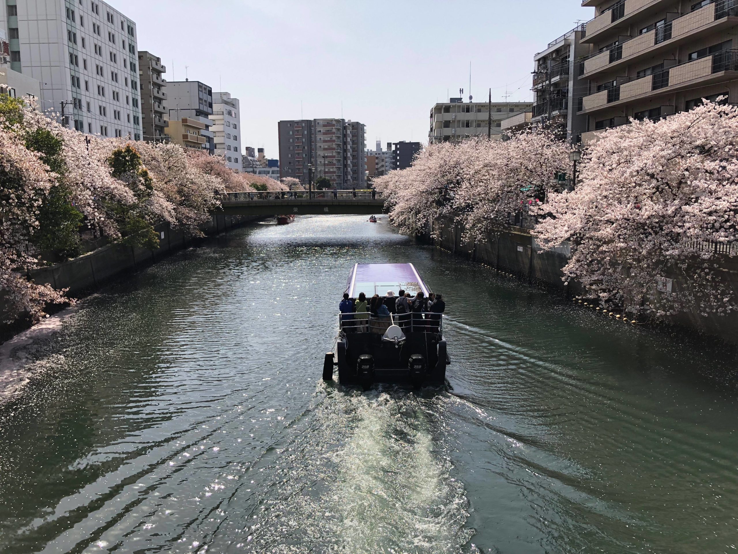 見どころ紹介 桜並木も イベントも 両方楽しみたい 大岡川桜まつり オマツリジャパン 毎日 祭日