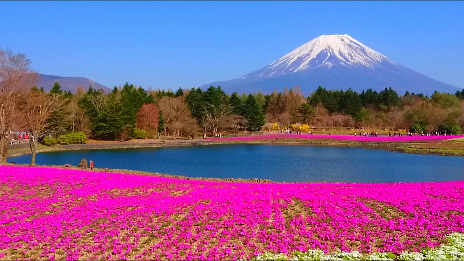 大型連休に出かけたい 富士芝桜まつり は富士山 芝桜のピンクが絶景 見どころをご紹介 オマツリジャパン 毎日 祭日