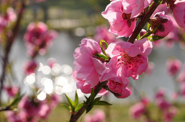 Snsまとめ 桜の前に 桃でお花見しよう 日本一の花桃の里の 古河桃まつり オマツリジャパン 毎日 祭日