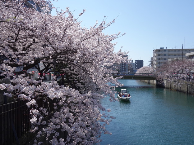 桜の下で気持ちよく飲んじゃおう 大岡川さくらまつり のグルメ情報と見どころをご紹介 オマツリジャパン 毎日 祭日