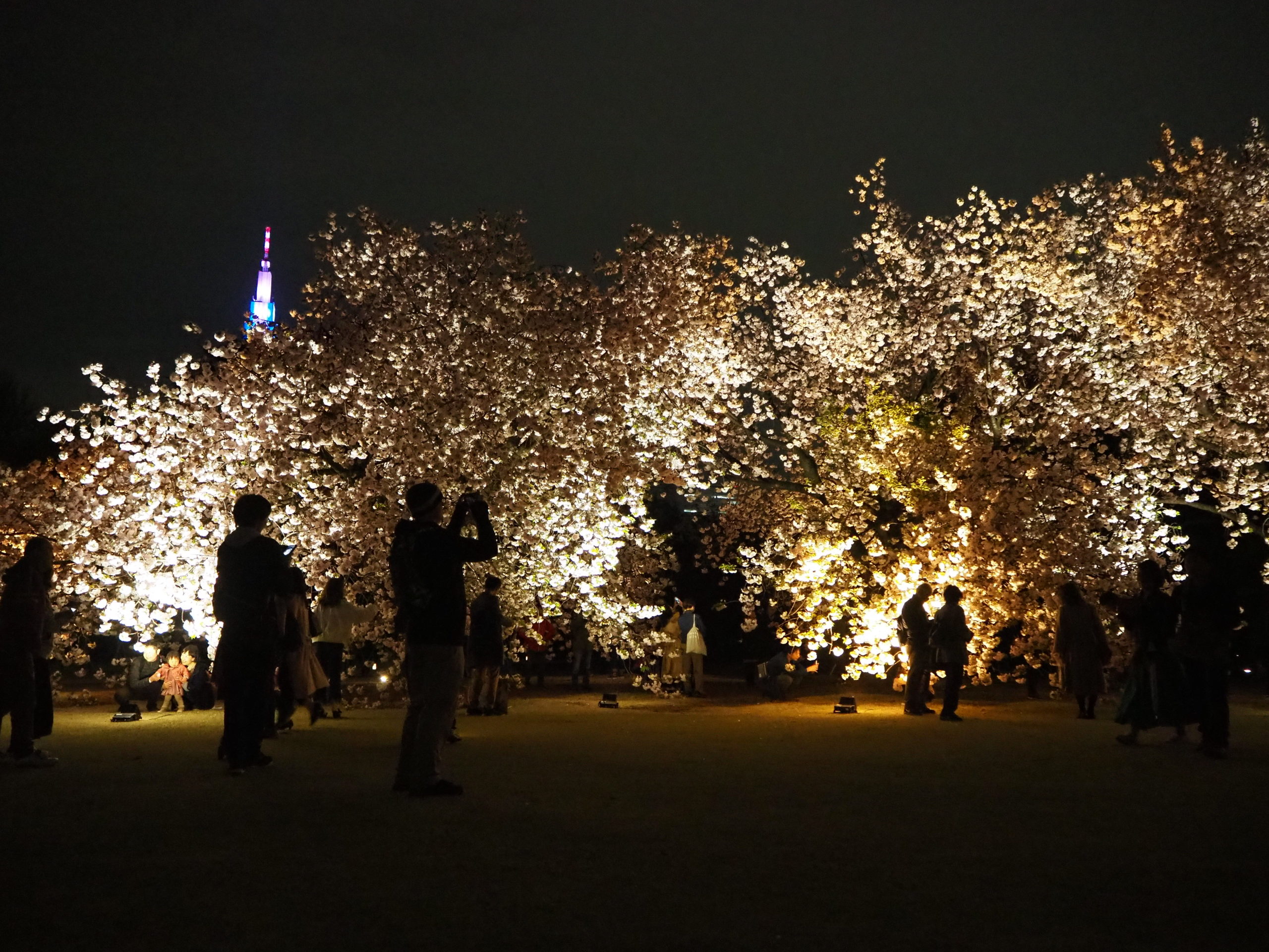 新宿御苑で 八重桜ライトアップ が19年4月18日 木 まで開催 映えショットやグルメ情報をご紹介 オマツリジャパン あなたと祭りをつなげるメディア