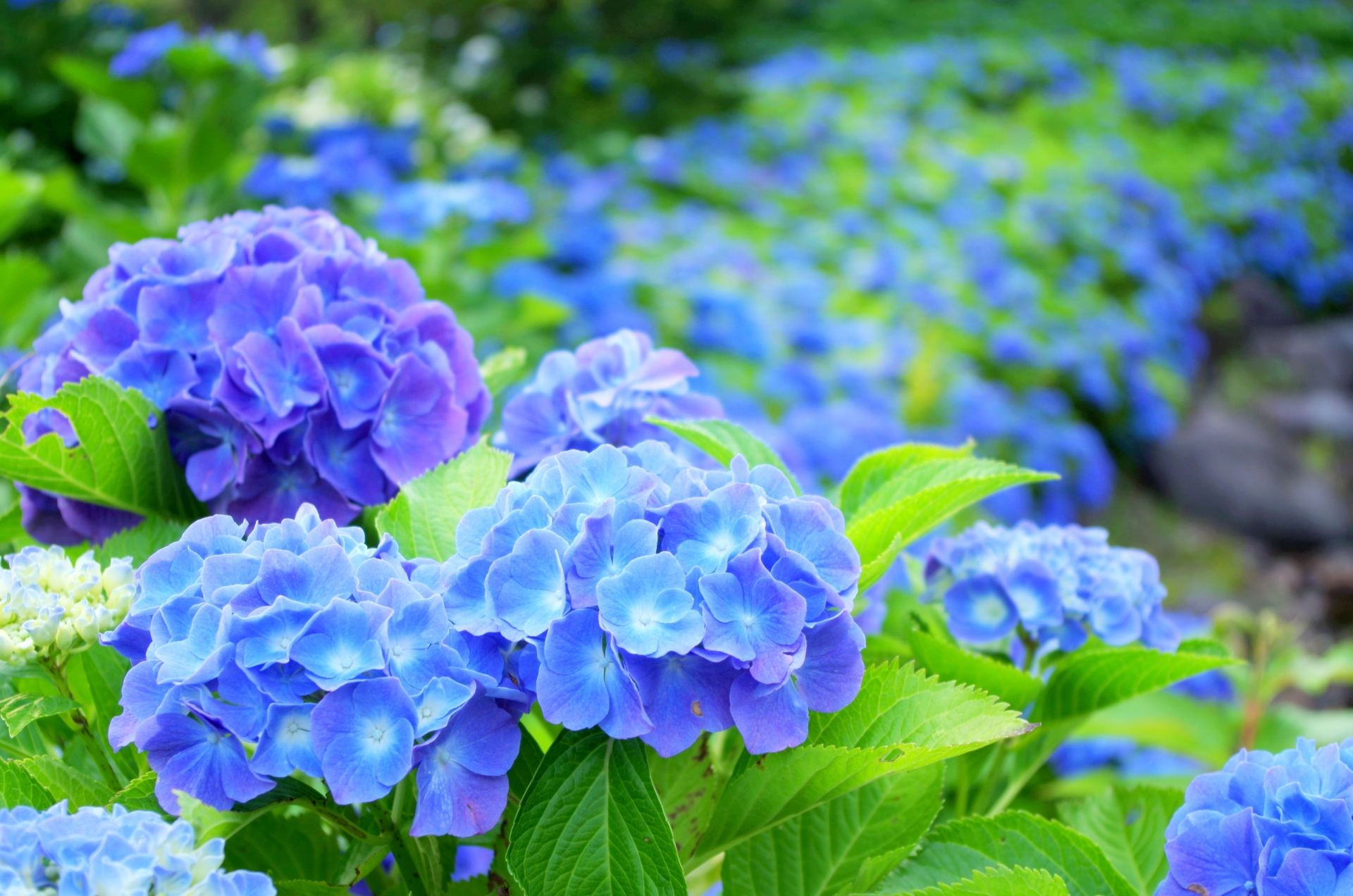 あじさい祭り特集 あの幻のあじさい 七段花 は で観られる オマツリジャパン 毎日 祭日