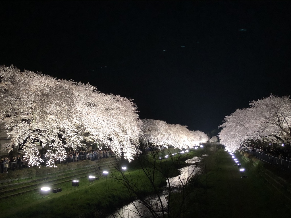 19年日程確定 たったの3時間だけ行われる 野川の桜ライトアップ の魅力とは オマツリジャパン 毎日 祭日