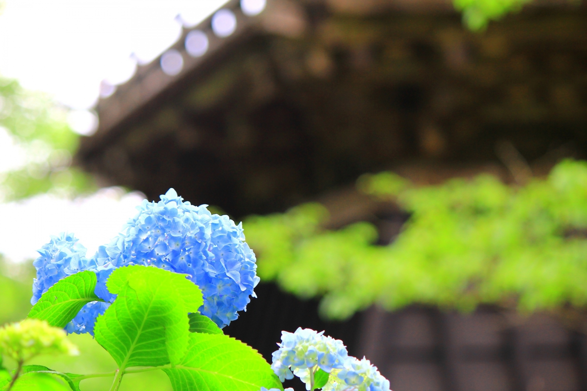 京都のあじさい祭り５選 古都の雰囲気でインスタ映え間違いなし オマツリジャパン 毎日 祭日