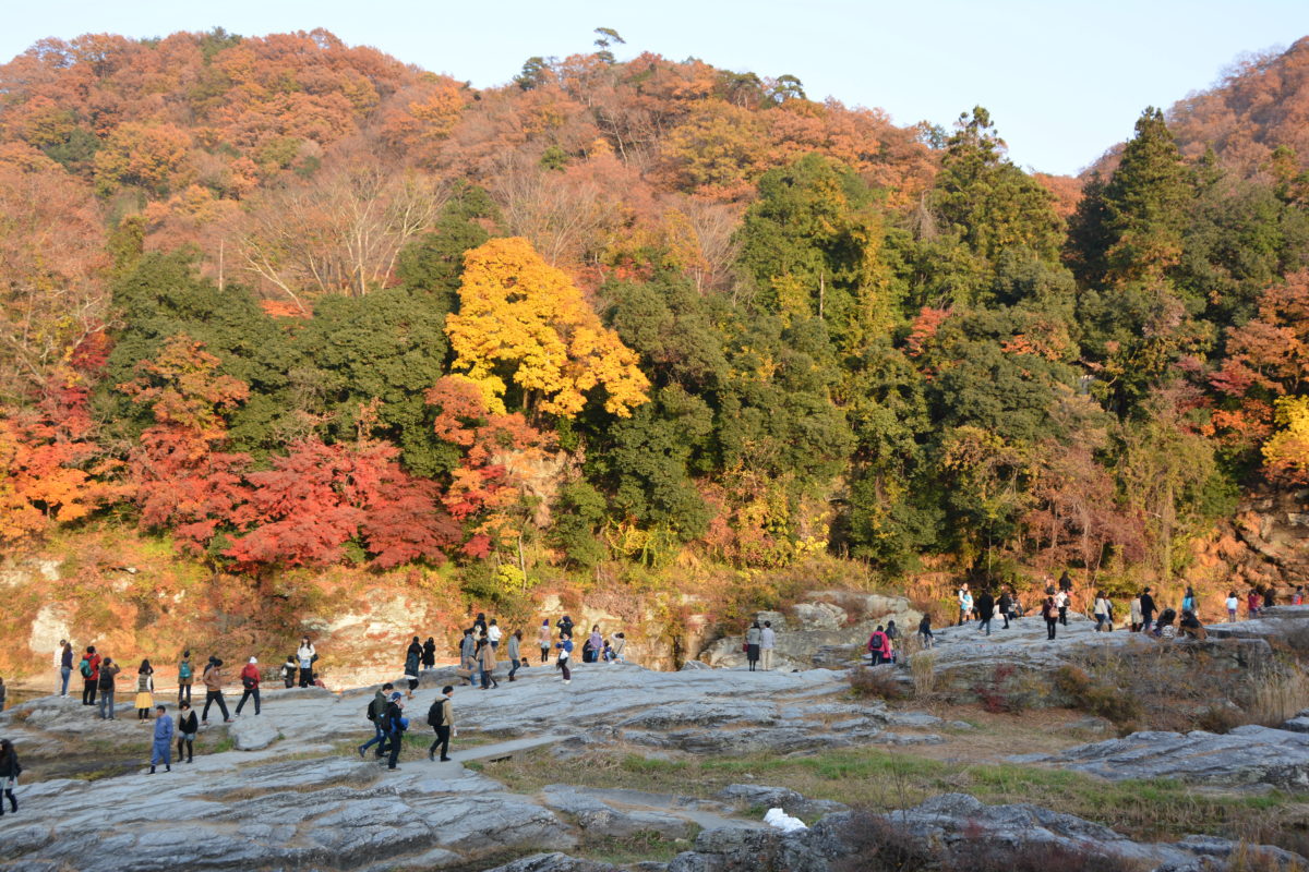 長瀞紅葉まつり 荒川沿いから宝登山の頂まで広がる秋のグラデーション オマツリジャパン 毎日 祭日