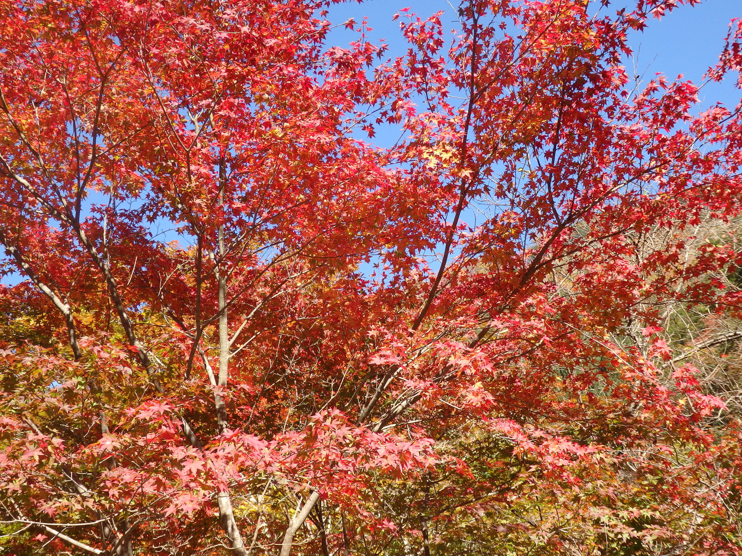 紅葉まつりに行こう 関東で秋の色彩を背景に催される 紅葉まつり 9選 オマツリジャパン 毎日 祭日